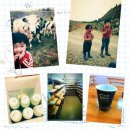 승현목장 Daum카페
