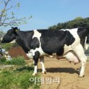 애린목장 이데일리