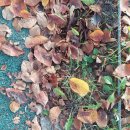 Fallen leaves 🍂 이미지