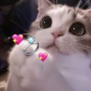 효성크리닝 | [W1] 종로 G1 다이아몬드 효성 주얼리시티점 💍 프로포즈링 계약 후기 ｜ 6부 천연 다이아 솔리테어 링｜