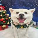 쁘띠르시앙 이미지