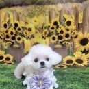 아보네 멍빌리지 이미지