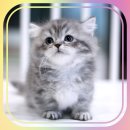 수원고양이분양 도레미캣 이미지