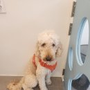 바비애견미용 이미지