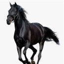 다크호스 이미지