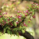 사과꽃향기 이미지