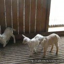 GOAT농장 Daum카페