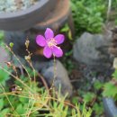 규방공예&야생화자수 이미지