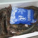 상림수산 | 순천 별량 왕새우 소금구이 대하 맛집 만인수산 내돈내산 포장후기