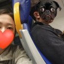 화신불고기식당 | [이탈리아(로마/포지타노)]7박 9일 11월 자유여행_1일차(로마 호텔 추천 지오베르티 호텔/오스테리아...