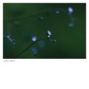 우리꽃화원 - 남양주시 마석중앙로 77 | 우리꽃화원
