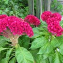 아림농장 이미지