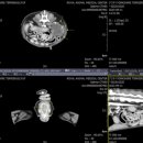 로얄동물외과수술센터 이미지
