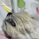 댕이픽업 이미지