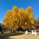 효자로 | 서울 단풍 명소 서촌 효자로 가을단풍길 경복궁 은행나무 산책 코스 카페보안