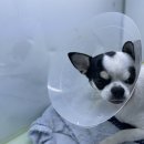 (주)쿨펫 이미지