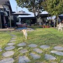 애견천국 이미지