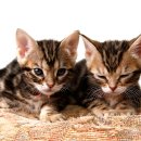 카카오 N 동물병원 이미지