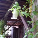 곰배령새소리 이미지