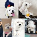천지가축약품 이미지