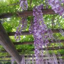 등나무 Wisteria floribunda 동의어 참등, 자등, 紫藤 이미지