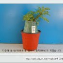 (1)맞춤형 국화분재/미니석부작(화분포함 30cm) 재배 씨리즈.4점. 이미지