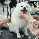 쉽게 배우는 강아지 아로마 테라피 이미지