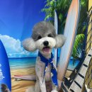 mm애견공방 이미지