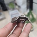 펫다이어리 | 🦎 렙다이어리 후기｜파충류 사육 기록·관리 앱 직접 사용해본 리뷰