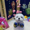 슈가독살롱 이미지