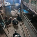 부해농장 이미지