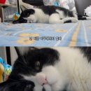 짜장생각 이미지