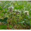 올레목장 이미지