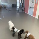 댓츠댕댕스쿨 이미지