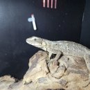 이구아나 | 평택파충류샵 신입고｜판다 파이드 스파니테일 이구아나 입고! 더렙컴퍼니 실물 후기