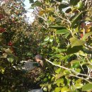 김유정 5월에 산골 이미지