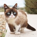 고양이나라 이미지