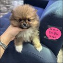 부산강아지분양 드림독 안심분양센터 부산점 | 연산동 강아지분양 깔끔한 곳 부산강아지분양 드림독 안심분양센터 부산점