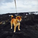 시바나라 이미지