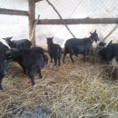 멍순농장 이미지