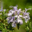 로즈마리 이미지