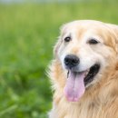 부산강아지분양 앨리펫 | 부산강아지무료분양 후기 서리펫 선택