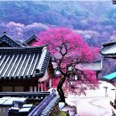 [테마2026년 3월 21일 토요일 ] 봄맞이 산행 광양 쫓비산과 청매실농원&amp; 화엄사 홍매화 축제경유 이미지