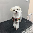 늘, 빛나개 이미지