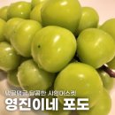 영진이네 - 평창군 | 영진이네 포도 - 달콤한 과즙 가득 알 큰 프리미엄 샤인머스켓