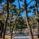 삼작로60번길 2 ↔ 삼작로60번길 65 | 경주 역사 투어, 무열왕릉(김춘추)과 김유신장군묘(김인문묘, 벚꽃길)
