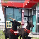 상황버섯 향촌 이미지