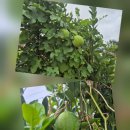 하늘타리 이미지