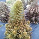 월출농장 이미지