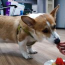 펫하우스 V 이미지